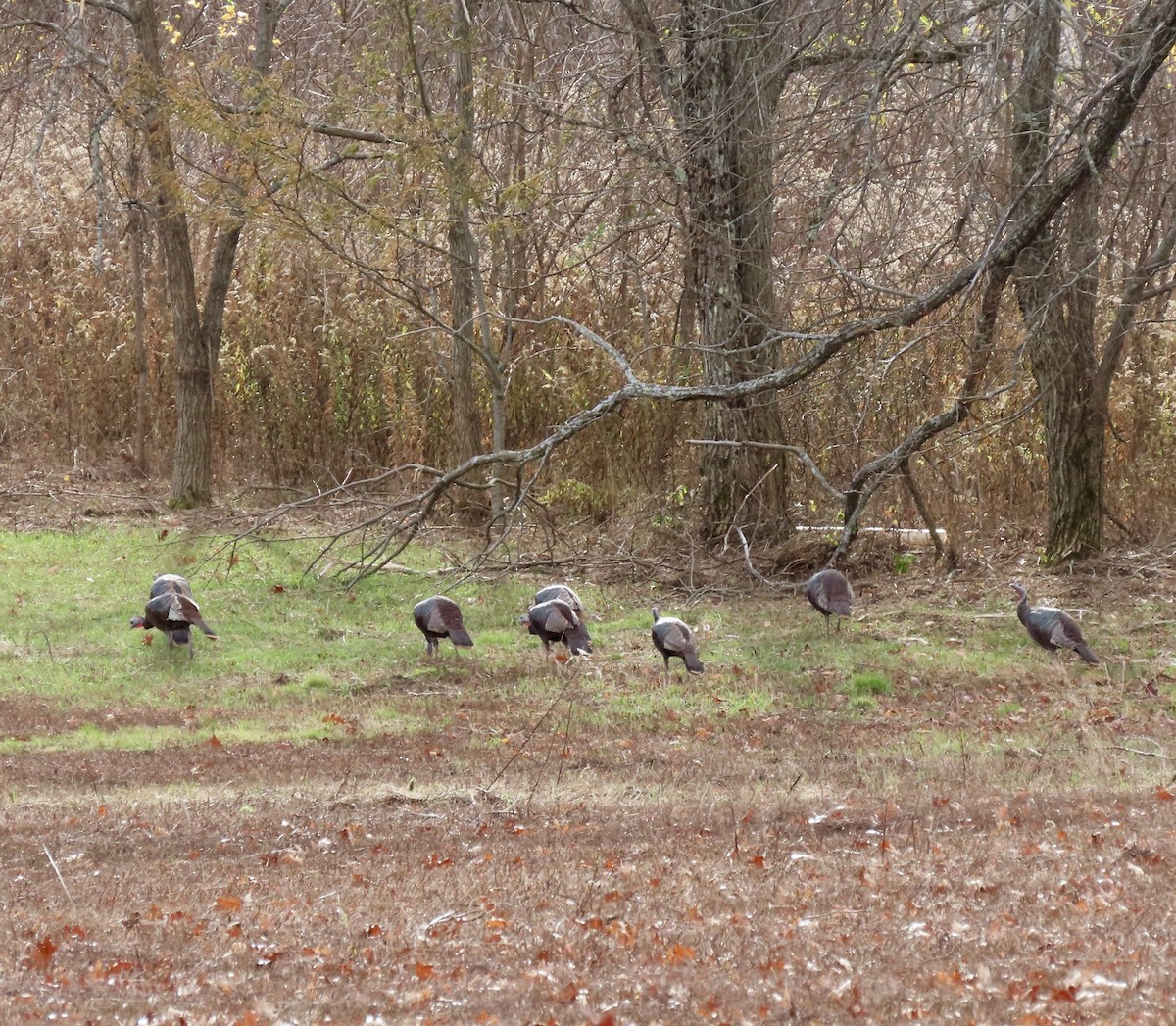 シチメンチョウ - ML626008915