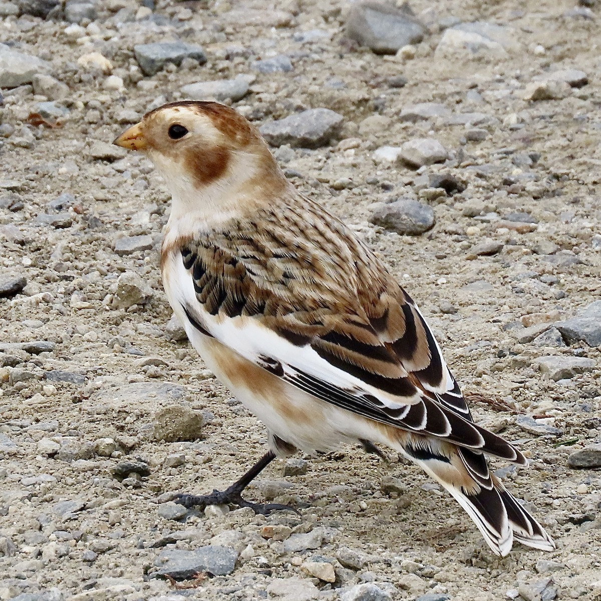 ユキホオジロ - ML626008939