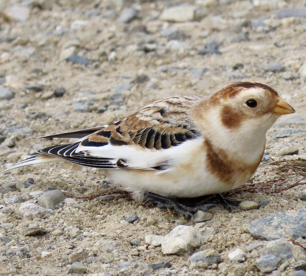 ユキホオジロ - ML626008940