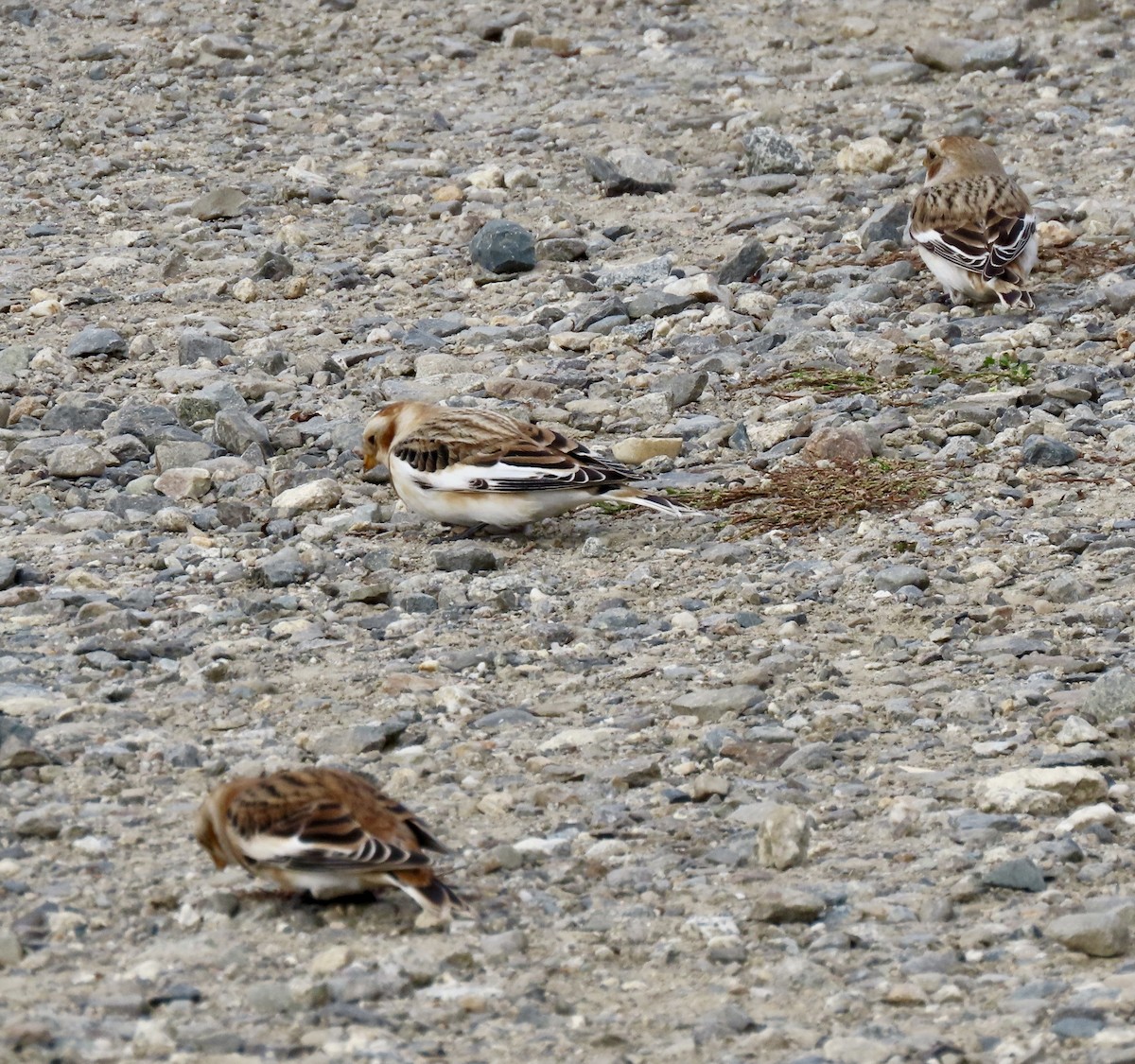 ユキホオジロ - ML626008941