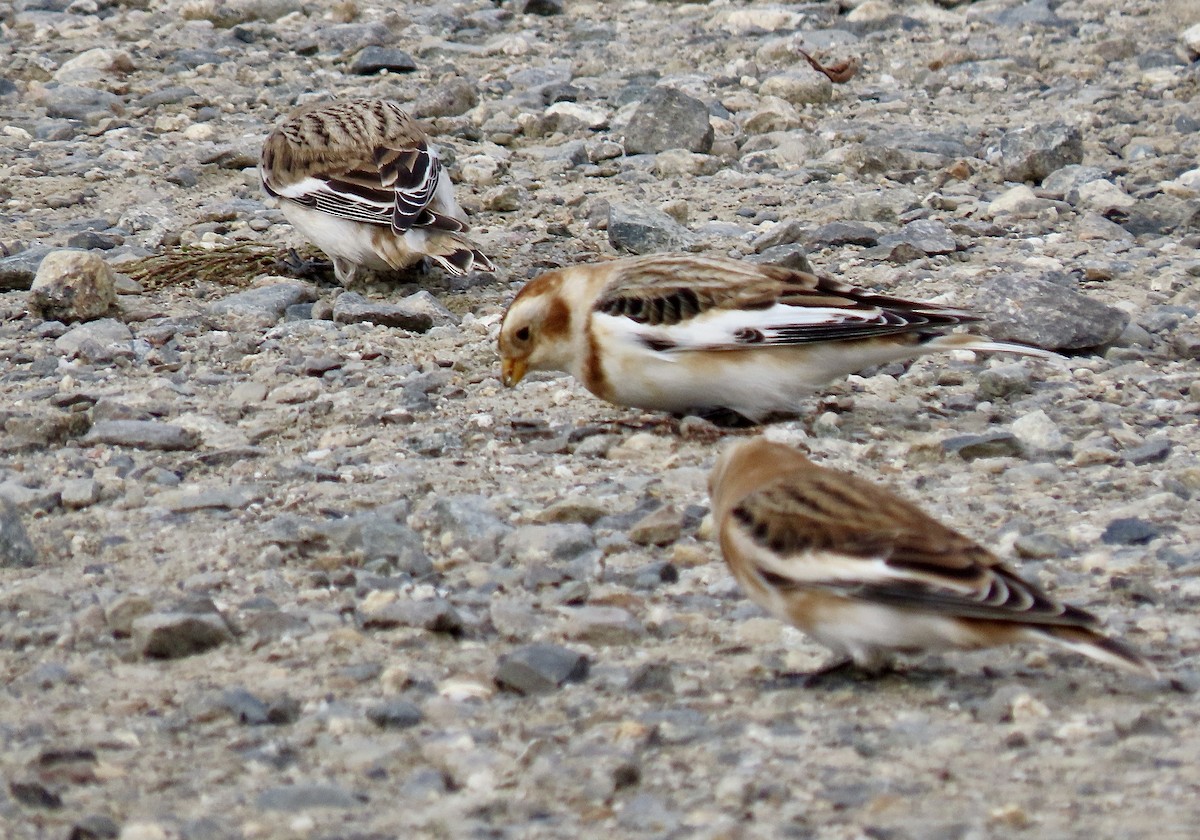 ユキホオジロ - ML626008942