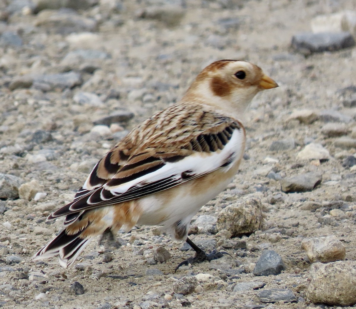 ユキホオジロ - ML626008943