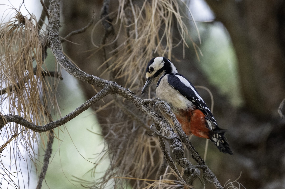 strakapoud velký (ssp. canariensis/thanneri) - ML626008951