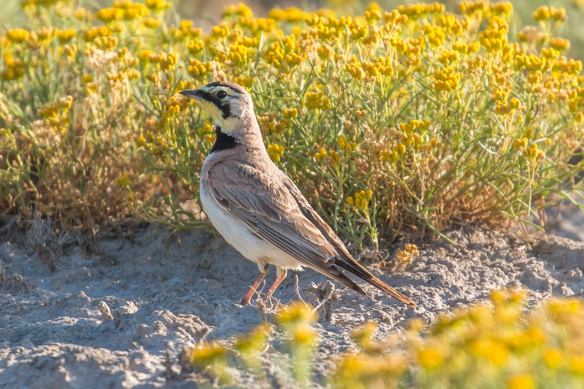 Horned Lark - ML62600901