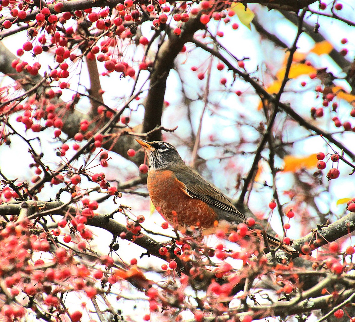 American Robin - ML626009041