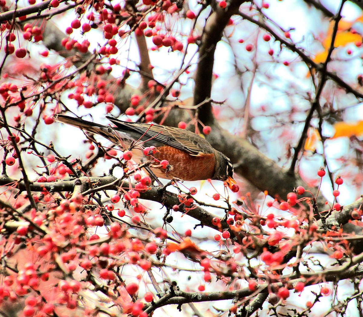 American Robin - ML626009042