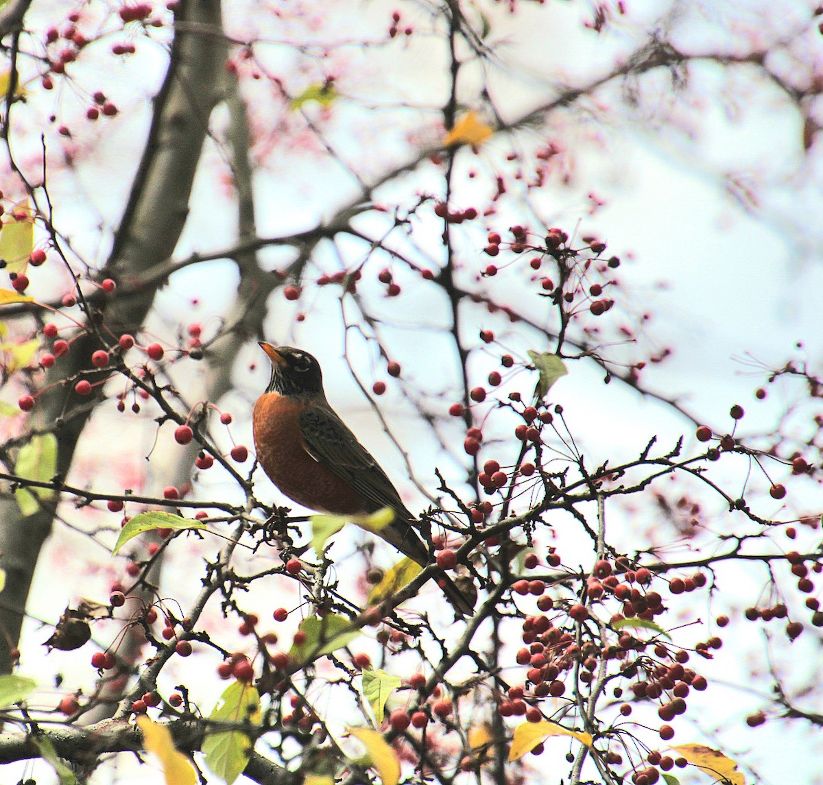 American Robin - ML626009043