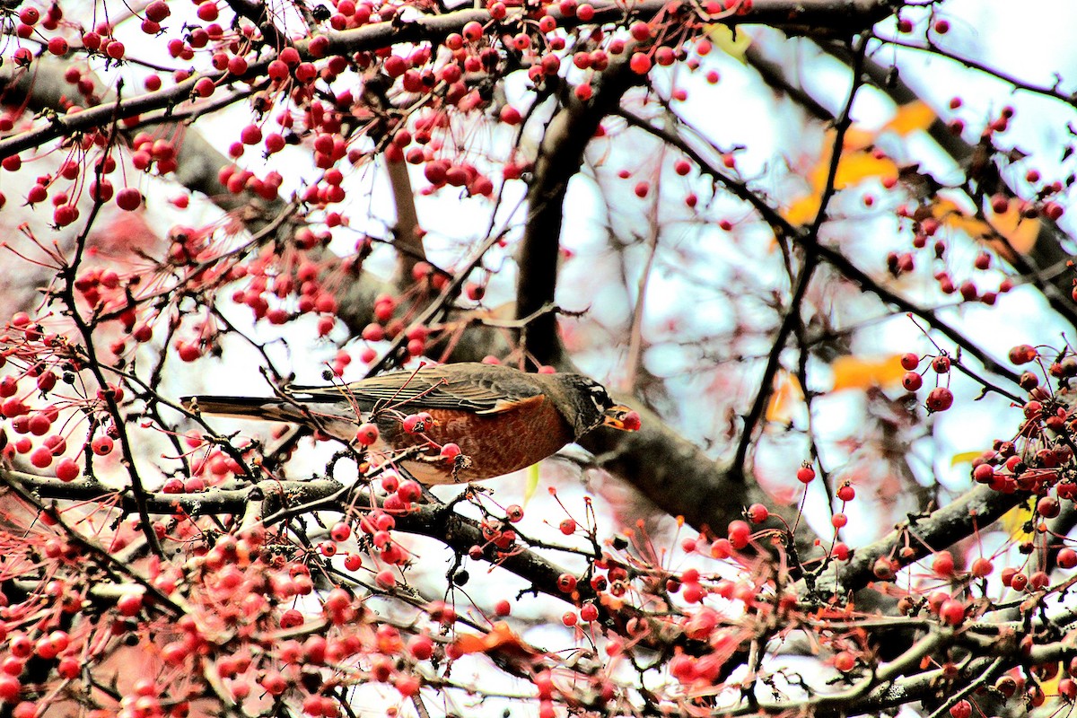 American Robin - ML626009044