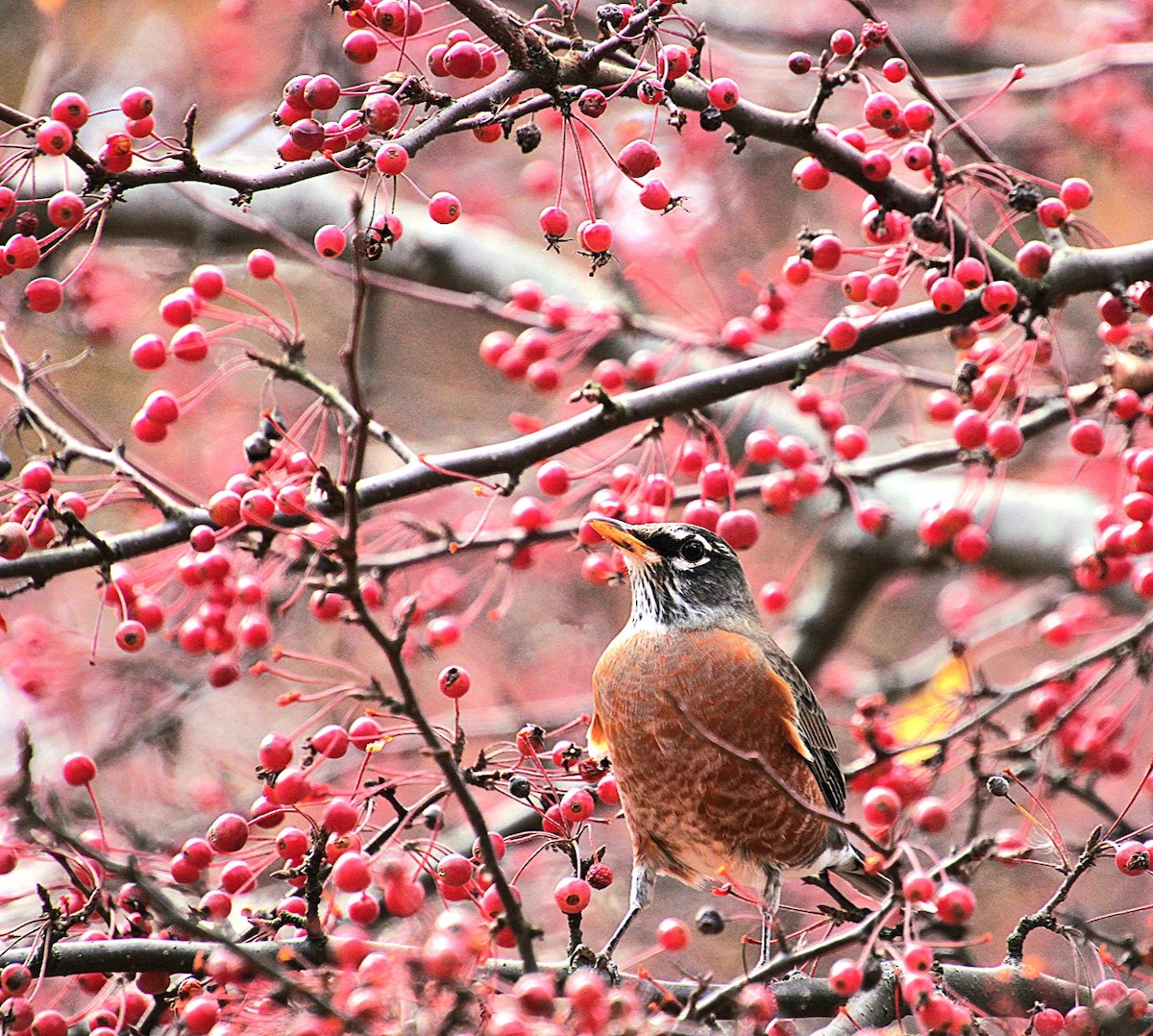 American Robin - ML626009045