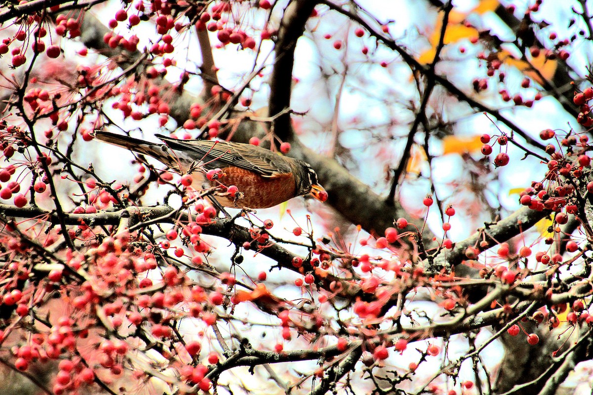 American Robin - ML626009046