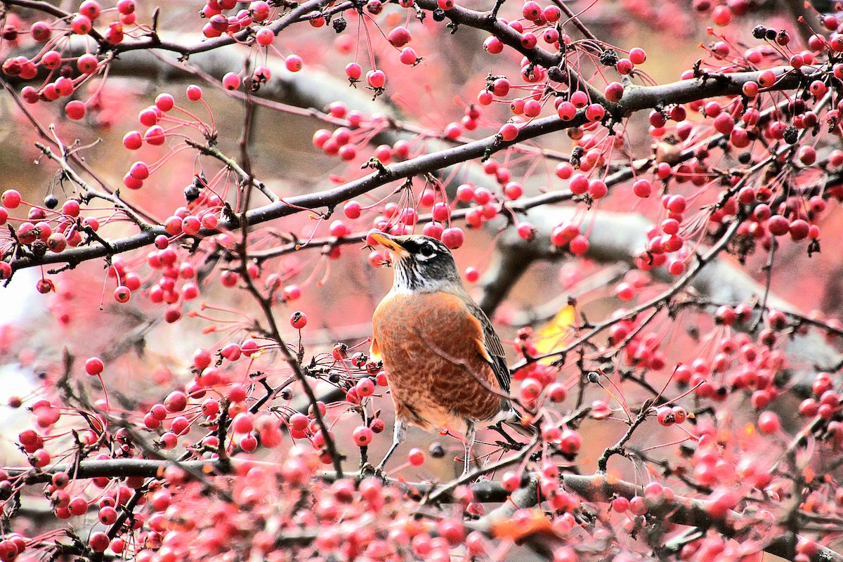 American Robin - ML626009047