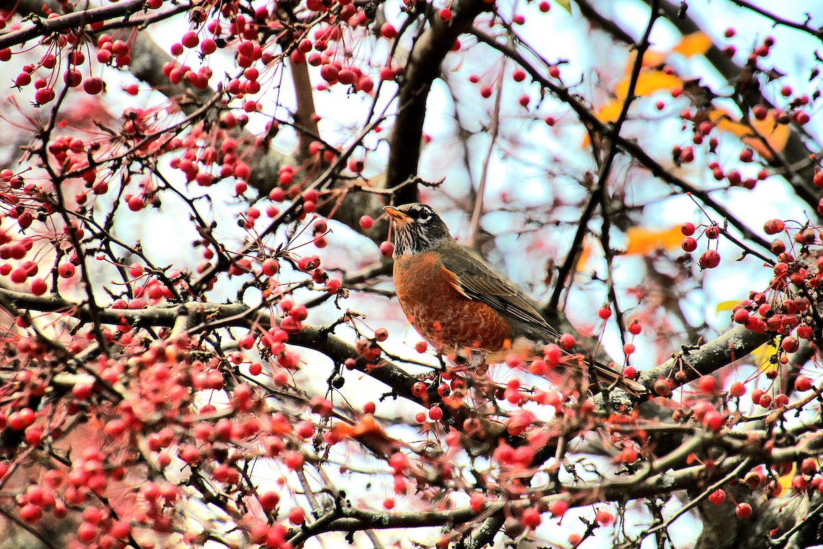 American Robin - ML626009048