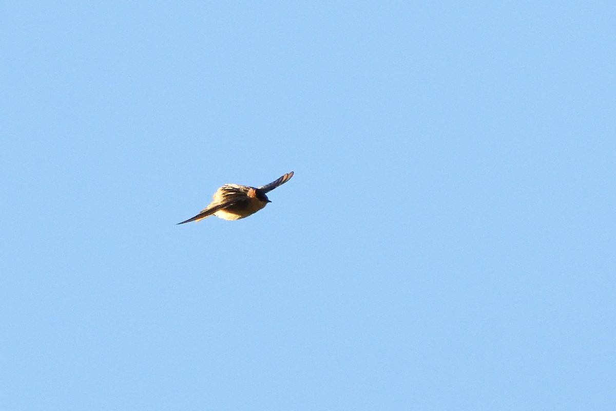 Cave Swallow - ML626009066