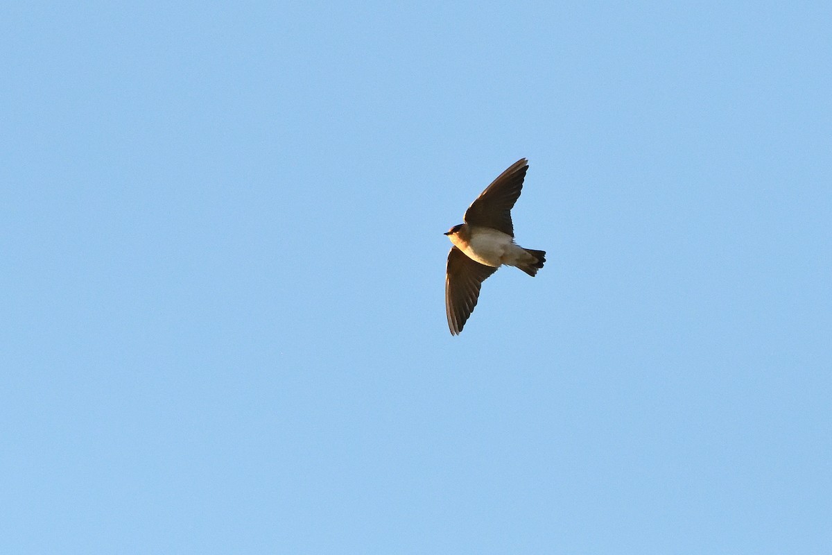 Cave Swallow - ML626009067