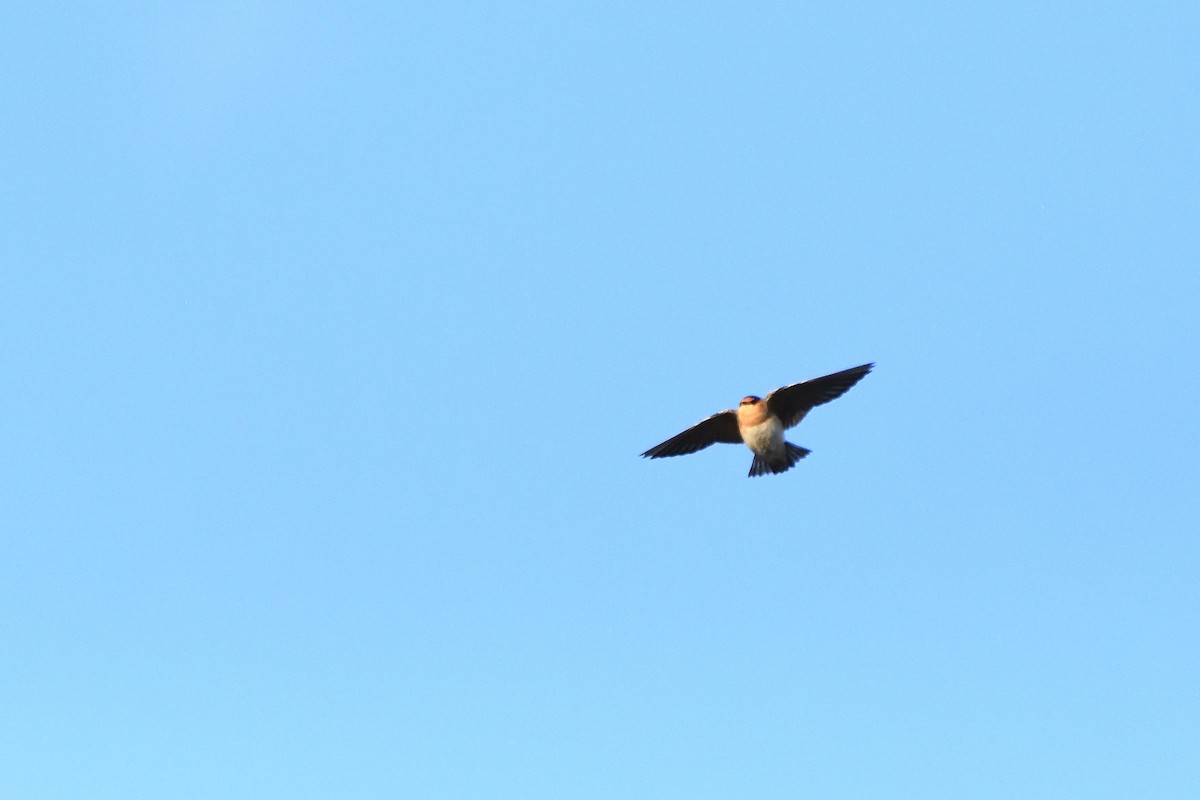 Cave Swallow - ML626009068
