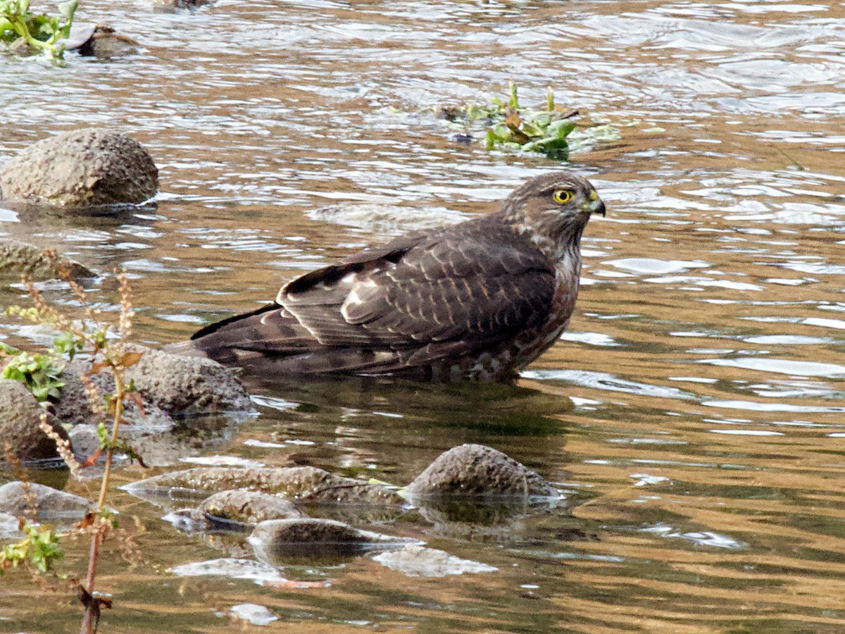 Sharp-shinned Hawk - ML626009141