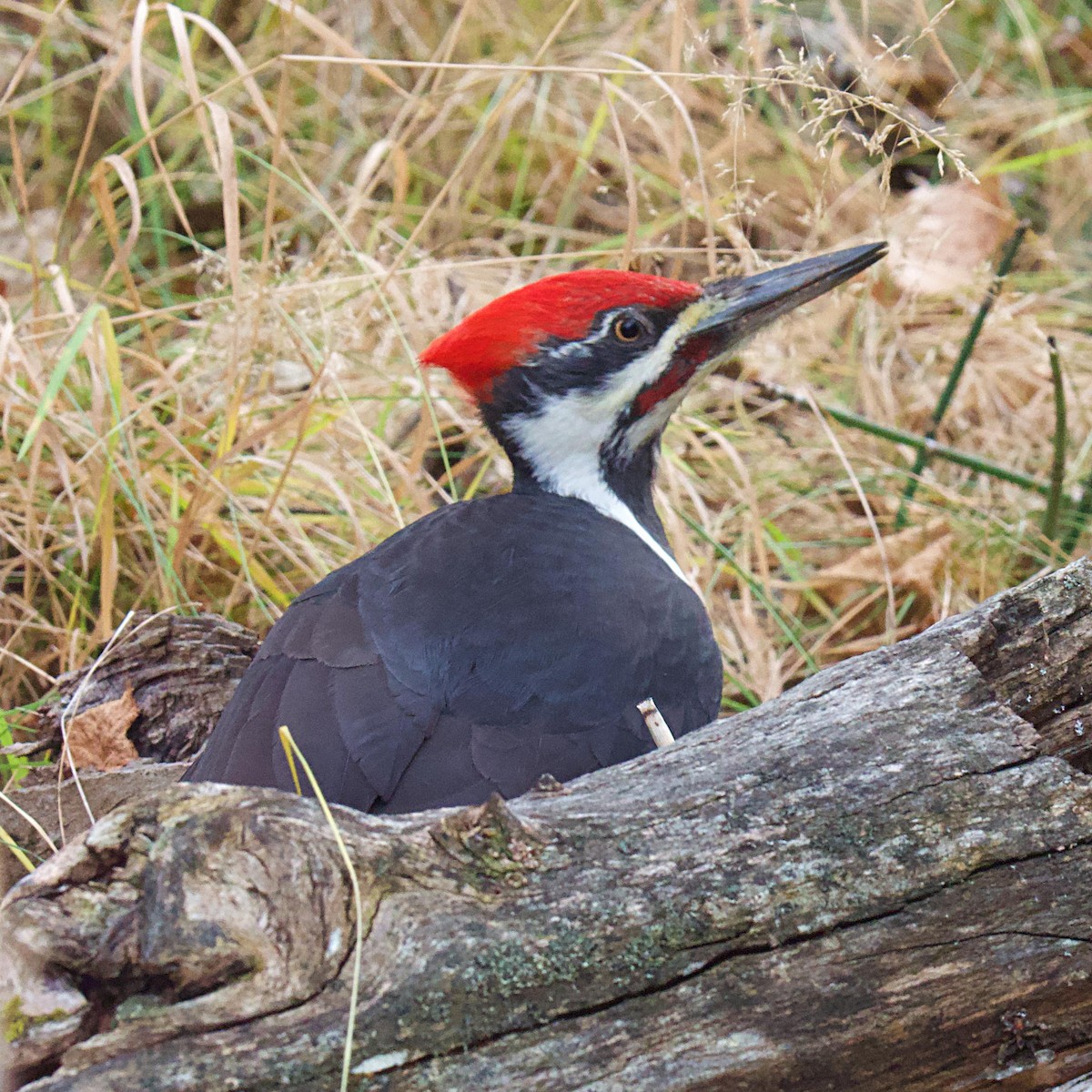 Pileated Woodpecker - ML626009149