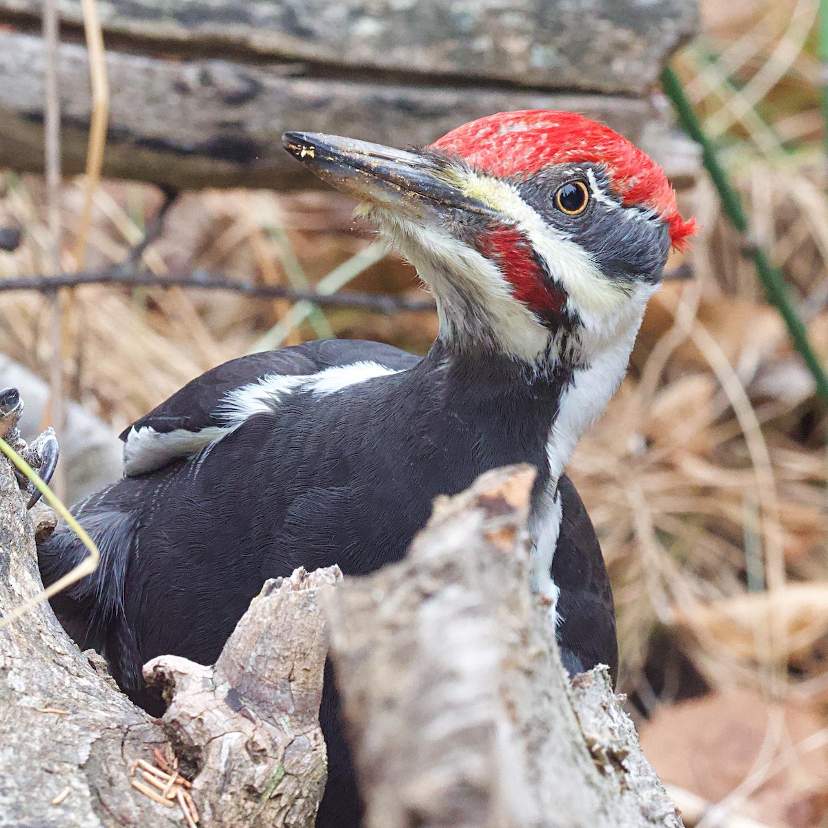 Pileated Woodpecker - ML626009150