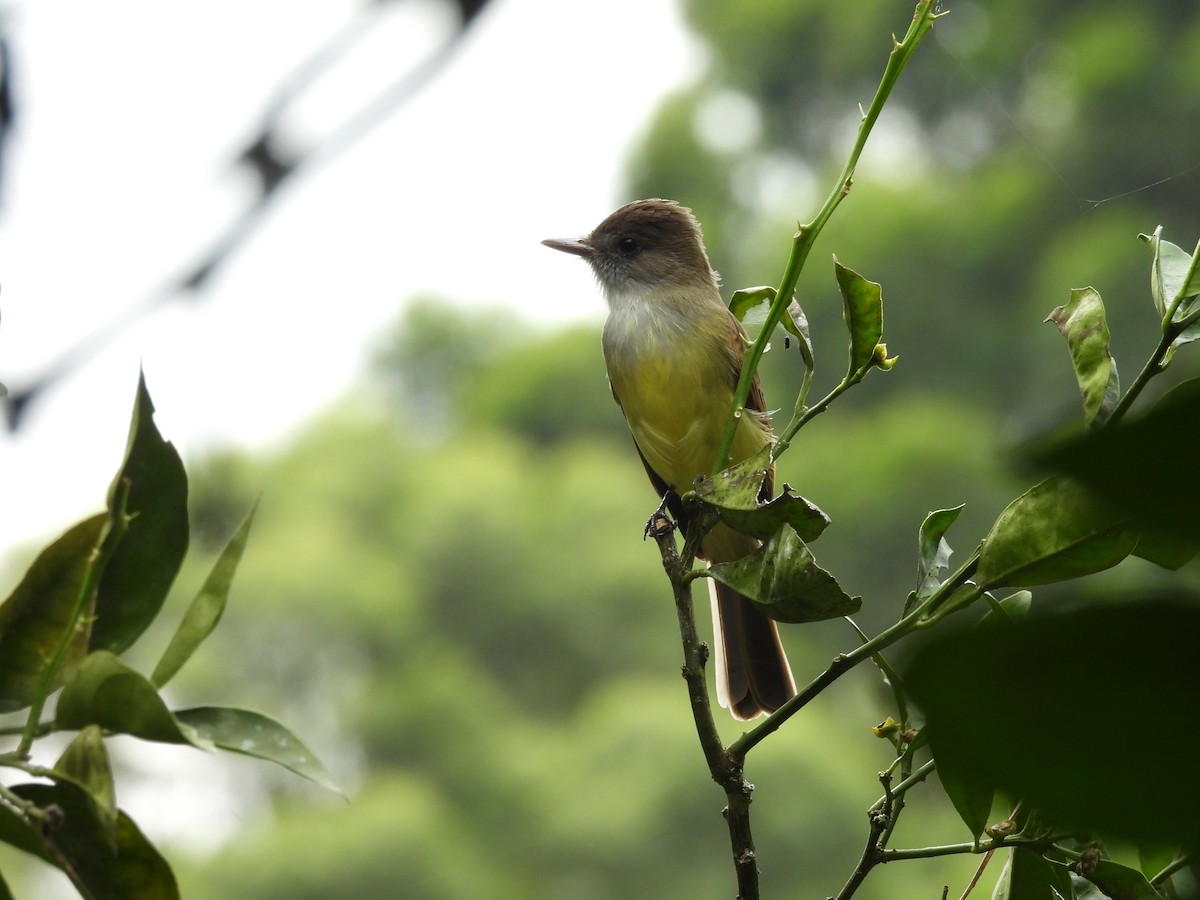 Dusky-capped Flycatcher - ML626009322