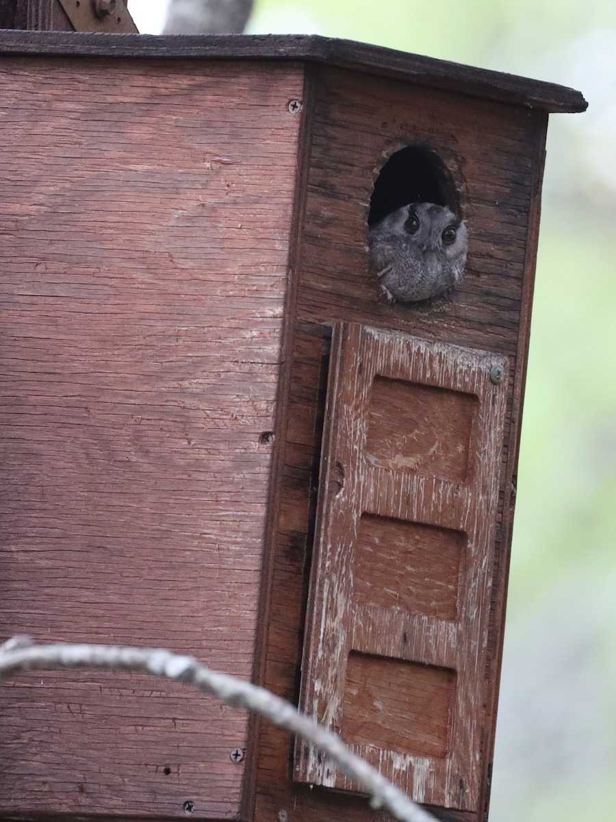 Australian Owlet-nightjar - ML626009689