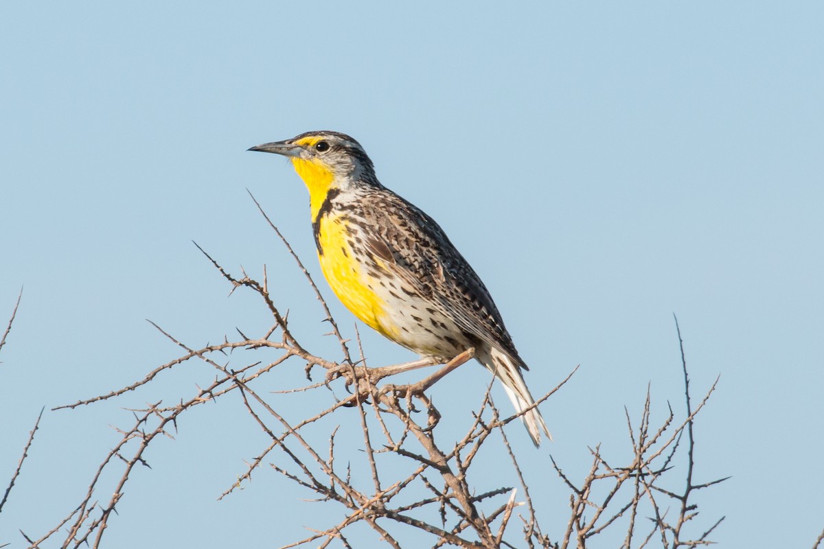 Western Meadowlark - ML62600971