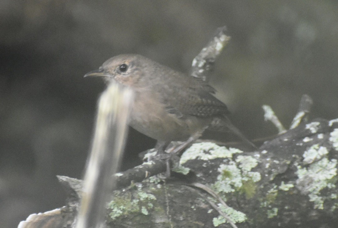 Southern House Wren - ML626009856