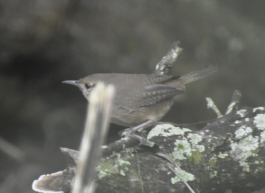 Southern House Wren - ML626009857