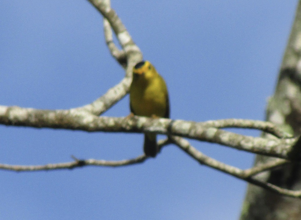 Wilson's Warbler - ML626009869