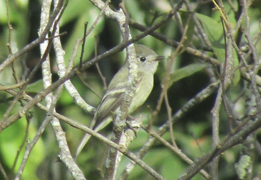 Hammond's Flycatcher - ML626009889