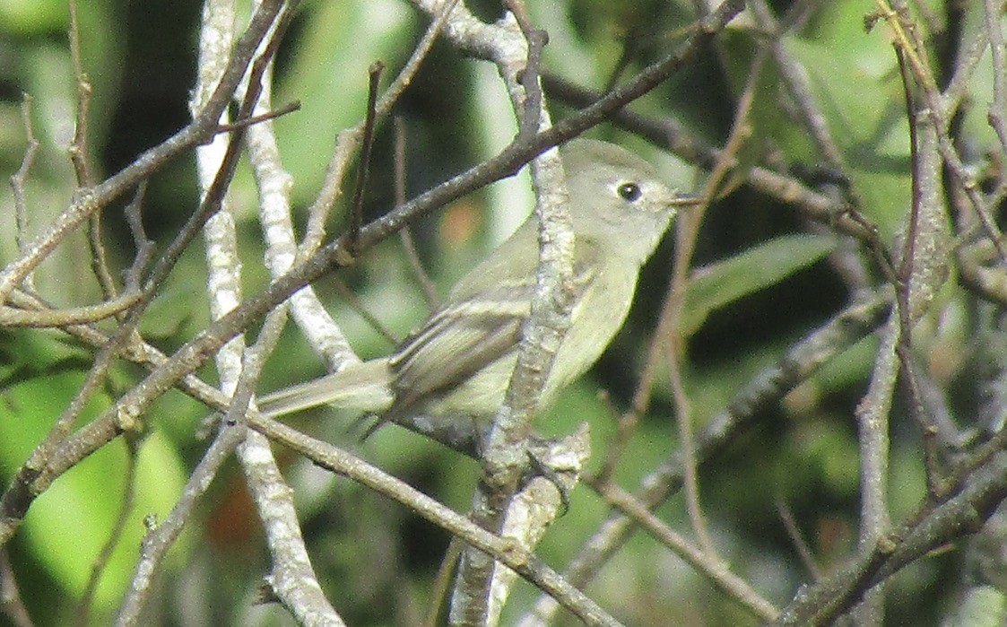 Hammond's Flycatcher - ML626009890