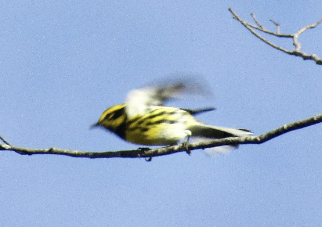 Townsend's Warbler - ML626009910