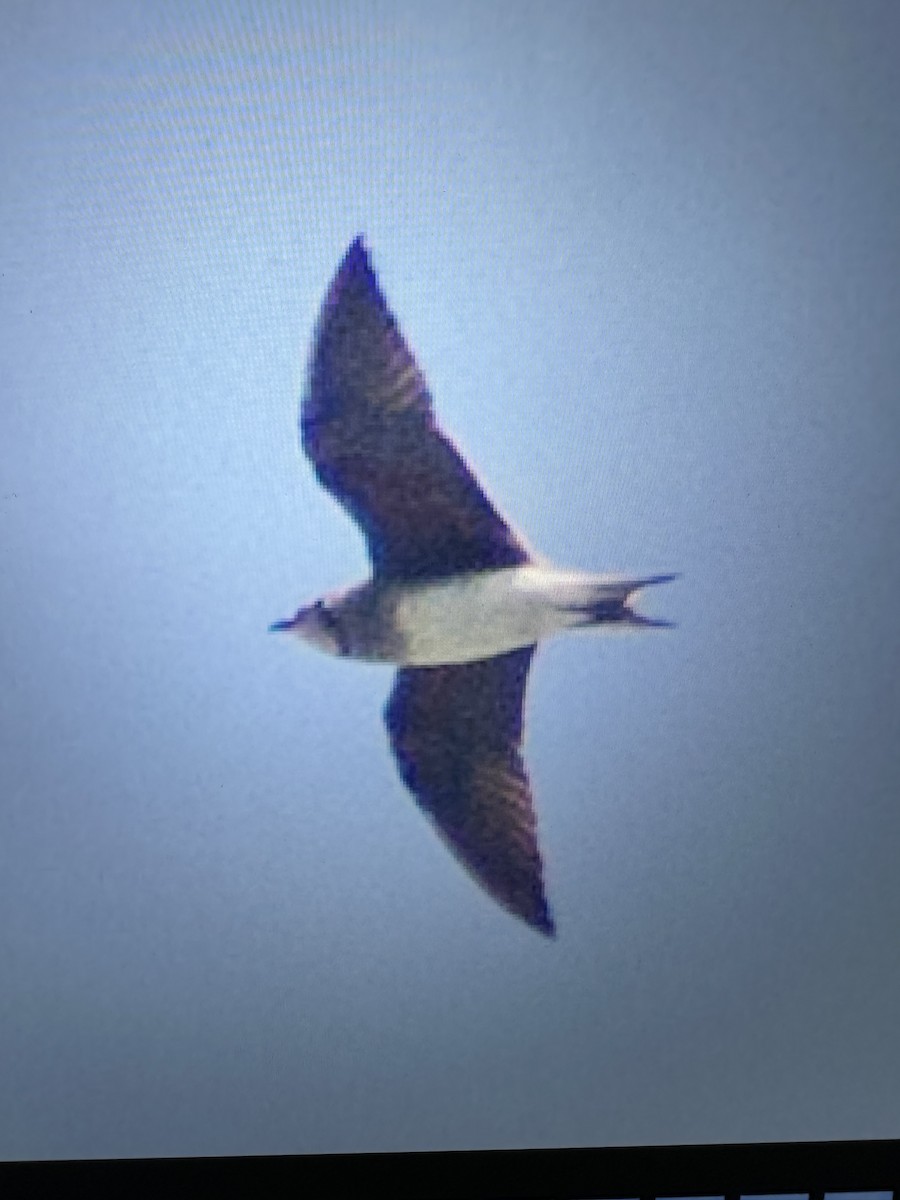 Oriental Pratincole - ML626009952