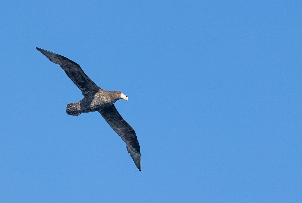 Southern Giant-Petrel - ML626009978