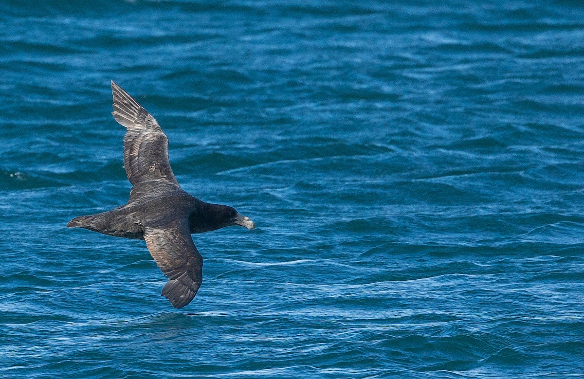 Southern Giant-Petrel - ML626009979