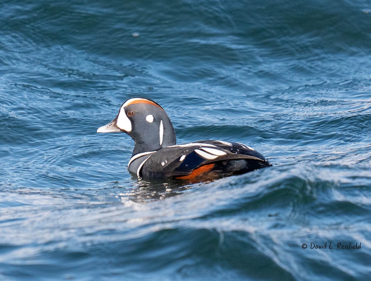 Harlequin Duck - ML626009987