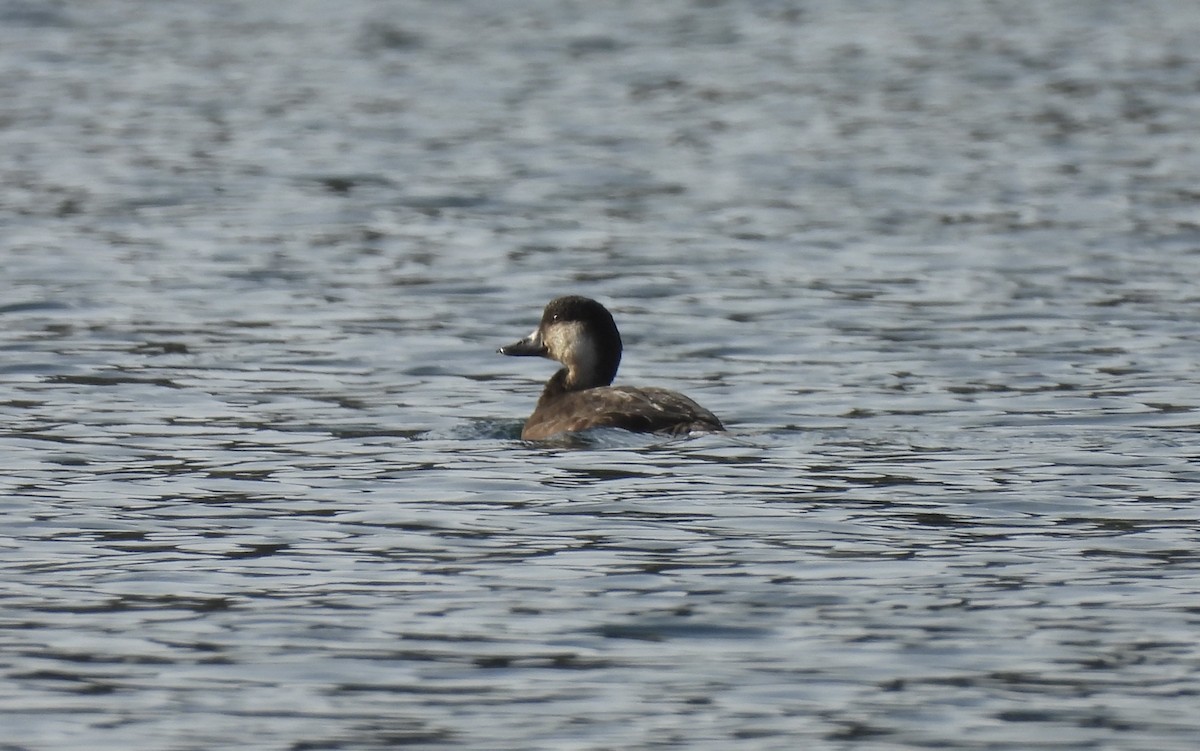 Black Scoter - ML626009997