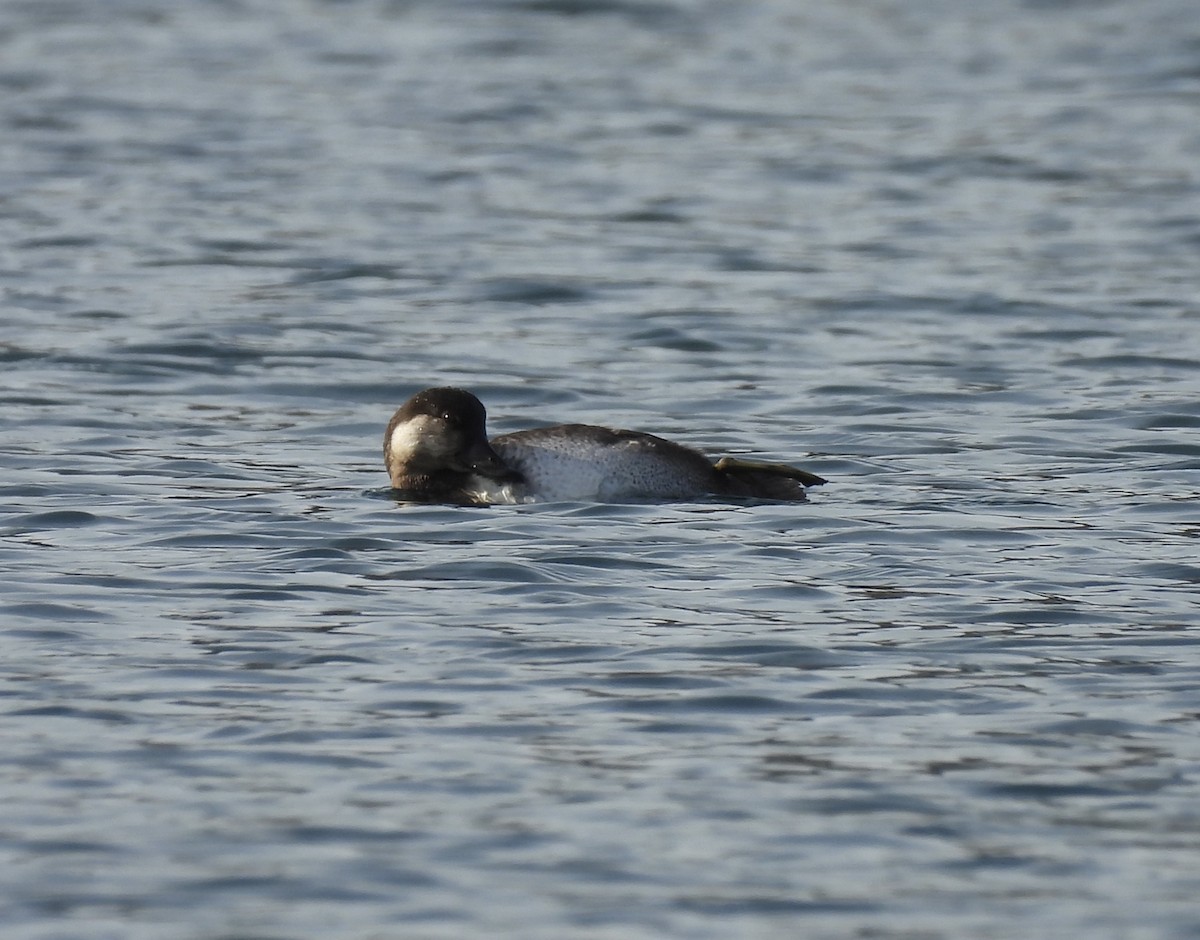 Black Scoter - ML626009998