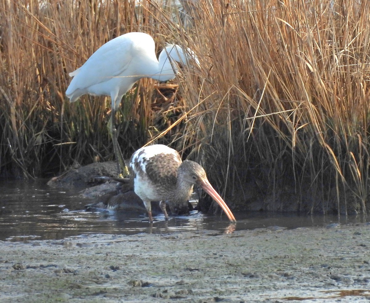White Ibis - ML626010031