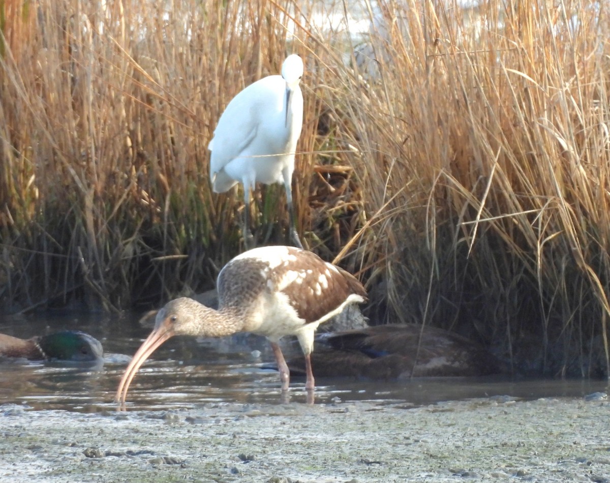 White Ibis - ML626010032