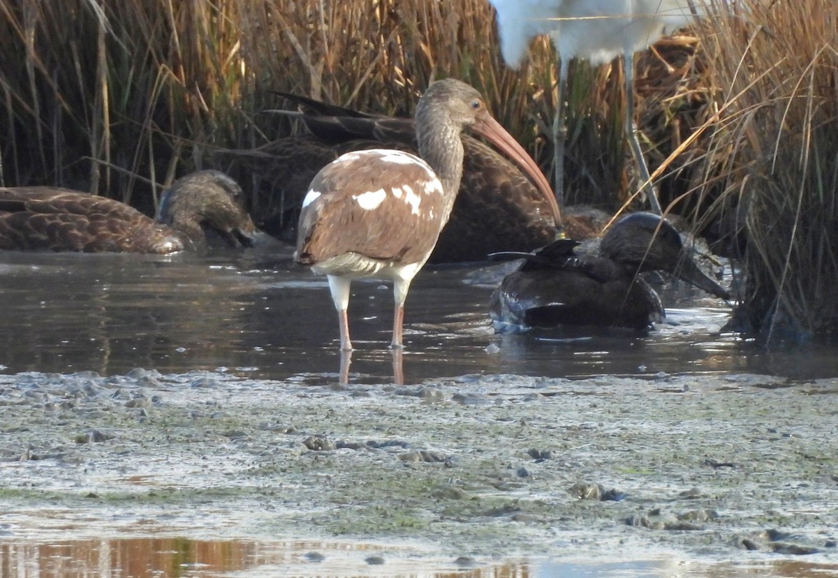 White Ibis - ML626010033