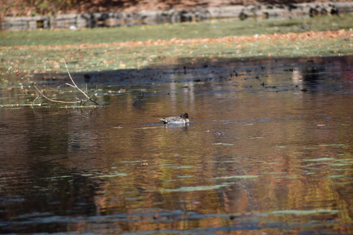 Green-winged Teal - ML626010059