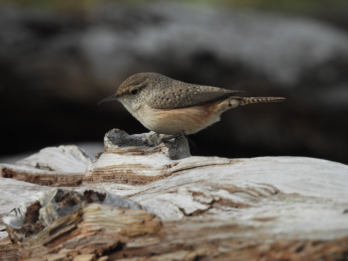 Rock Wren - ML626010093