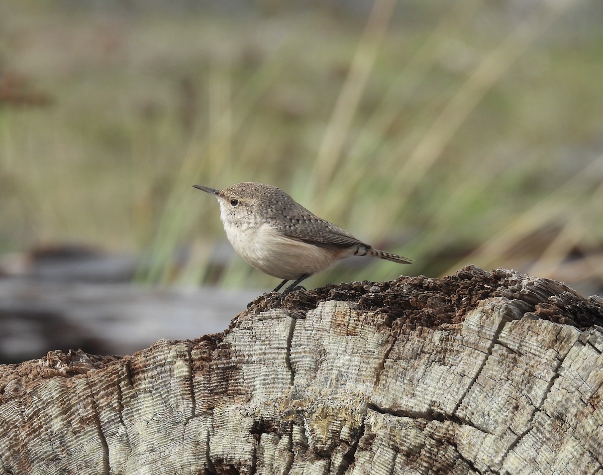 Rock Wren - ML626010095