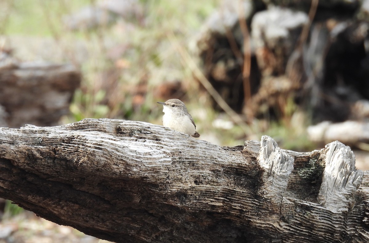 Rock Wren - ML626010096