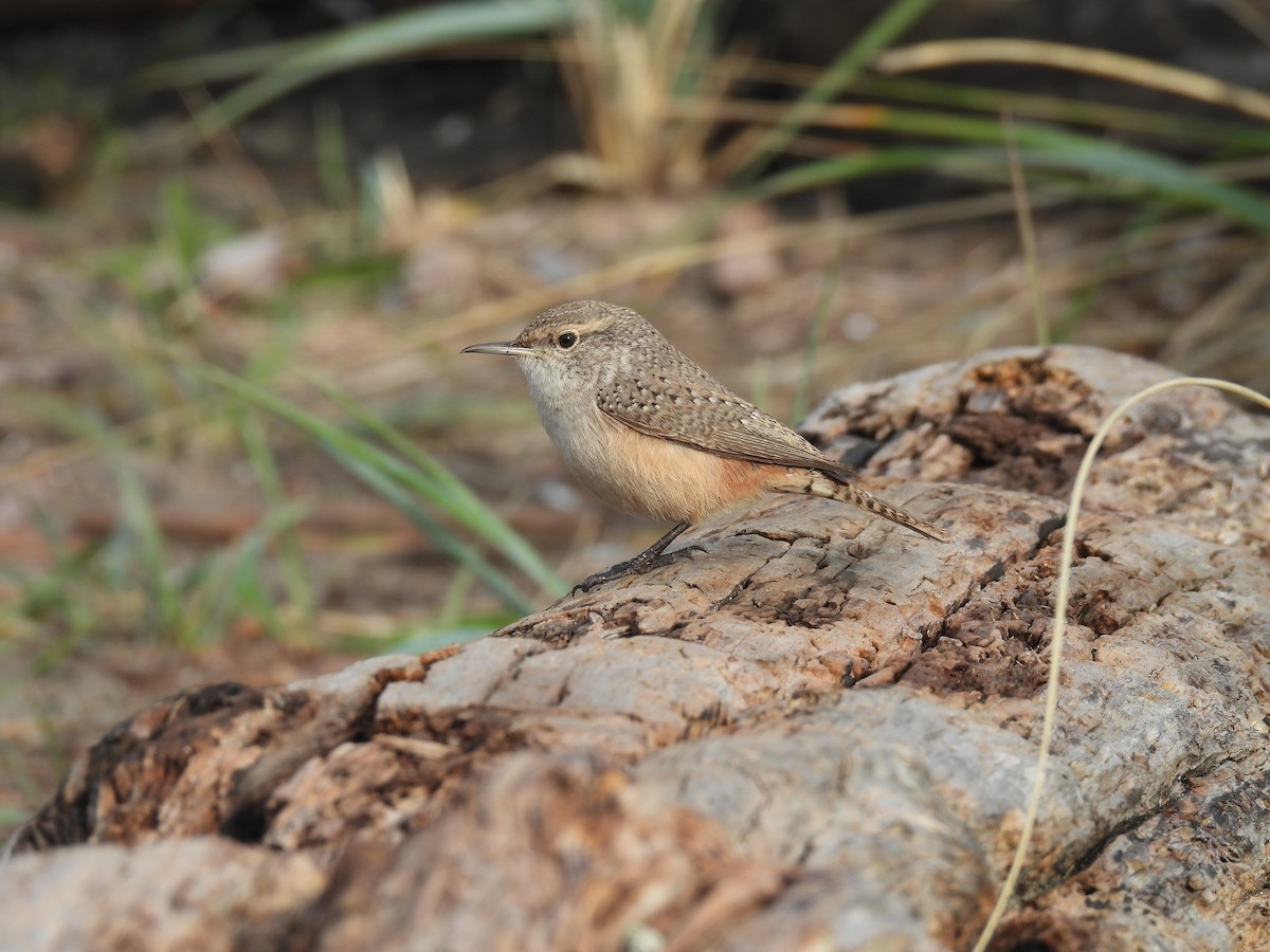 Rock Wren - ML626010097