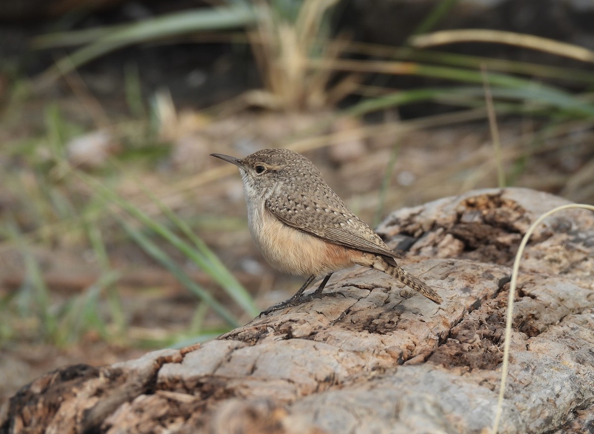 Rock Wren - ML626010098