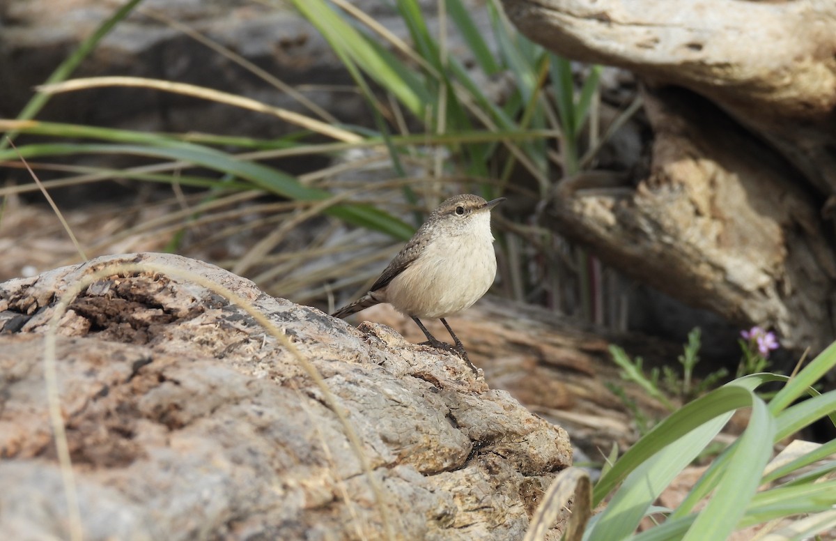 Rock Wren - ML626010099