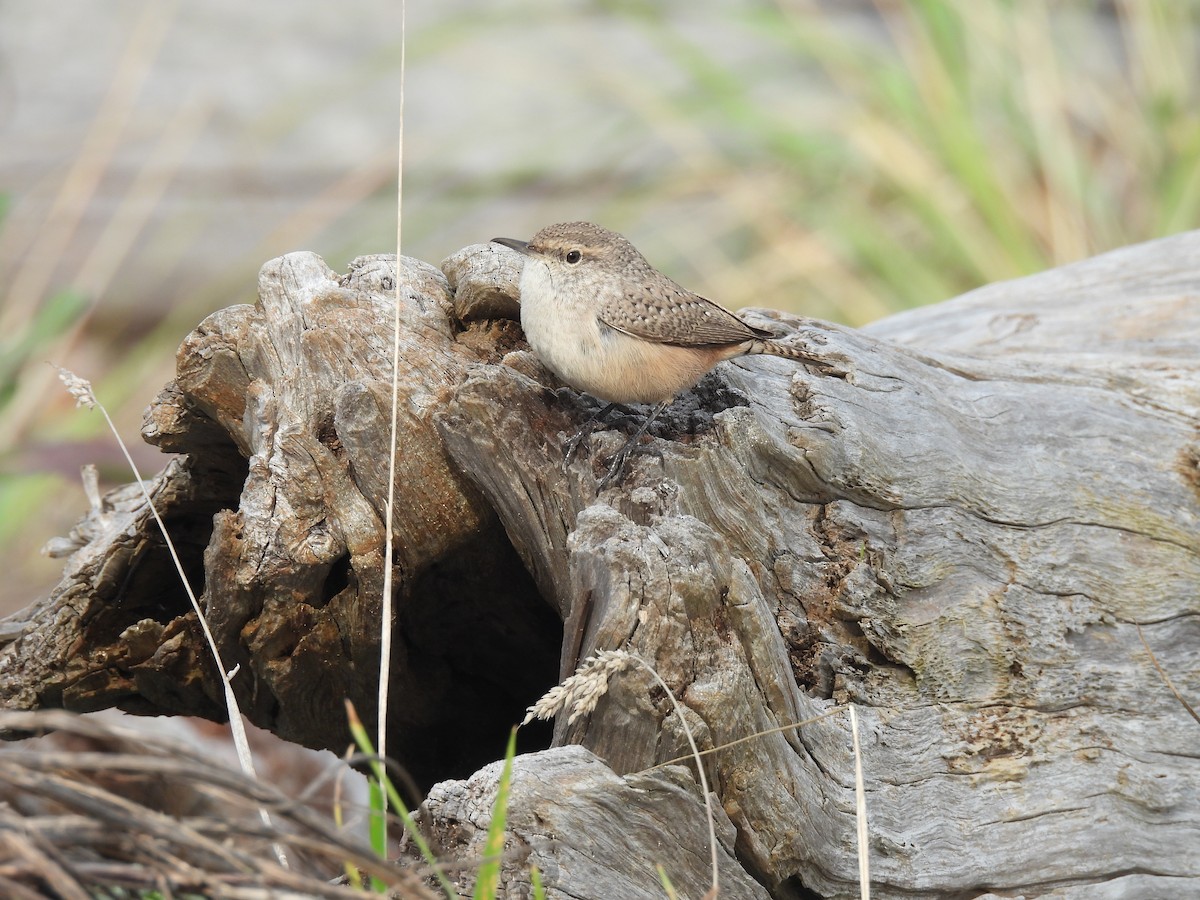 Rock Wren - ML626010100