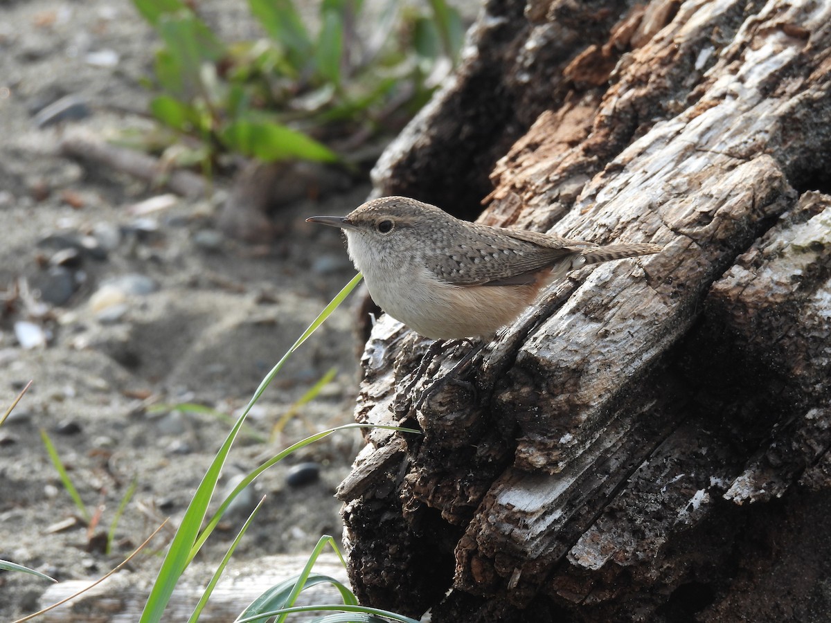 Rock Wren - ML626010101