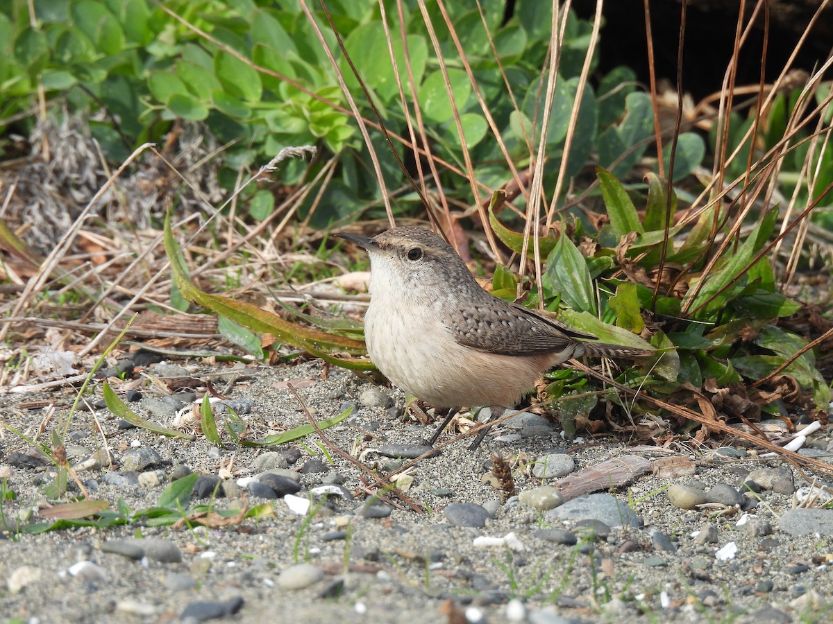 Rock Wren - ML626010102